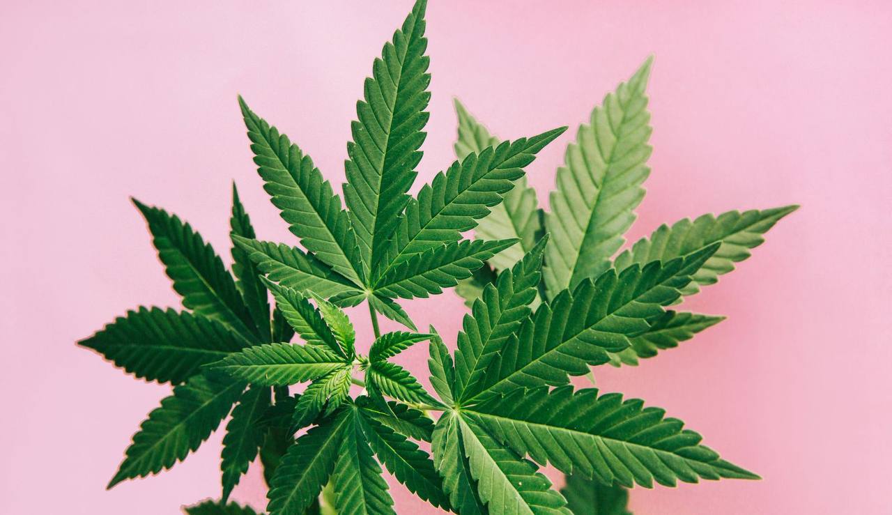 Cannabis Premium